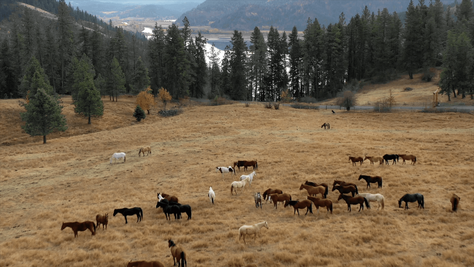 Horses on rural North Idaho land